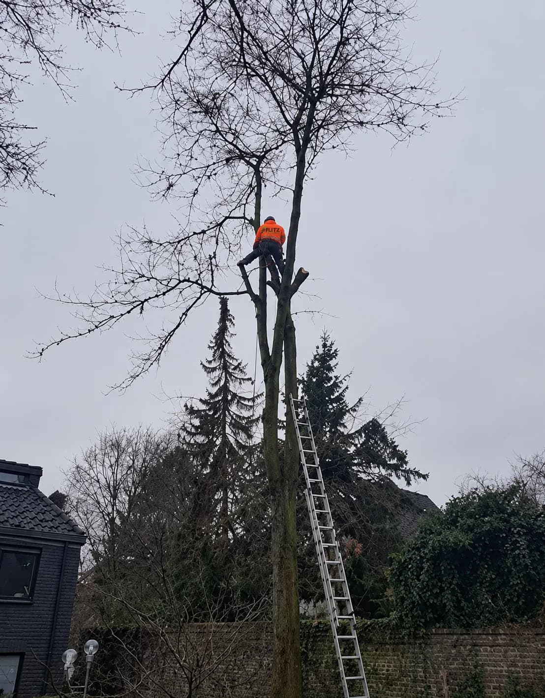 Mitarbeiter mit orangefarbener Flitz-Jacke bei Arbeiten an einem Baum